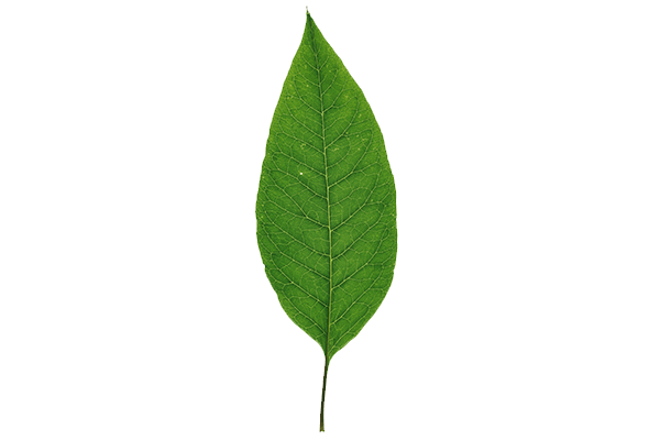 leaf